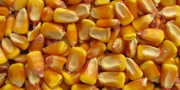 Corn Kernals 300 x 600